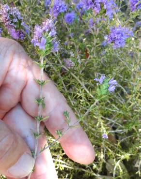 Fotografia 3 da espécie Thymus villosus subesp. lusitanicus no Jardim Botânico UTAD