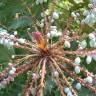 Fotografia 15 da espécie Mahonia oiwakensis do Jardim Botânico UTAD