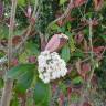 Fotografia 10 da espécie Photinia x fraseri var. robusta do Jardim Botânico UTAD