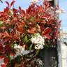 Fotografia 11 da espécie Photinia x fraseri var. robusta do Jardim Botânico UTAD