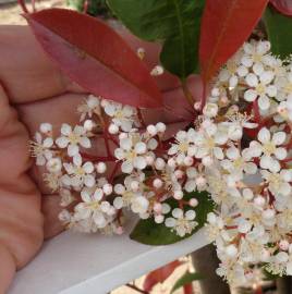 Fotografia da espécie Photinia x fraseri var. robusta