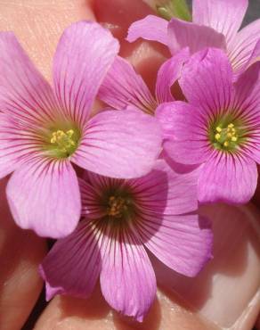 Fotografia 13 da espécie Oxalis debilis var. corymbosa no Jardim Botânico UTAD