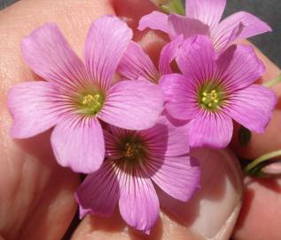 Fotografia da espécie Oxalis debilis var. corymbosa