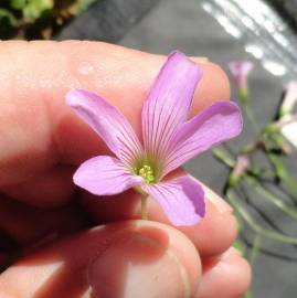 Fotografia da espécie Oxalis debilis var. corymbosa