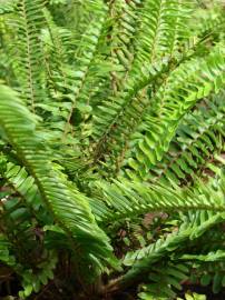 Fotografia da espécie Nephrolepis cordifolia