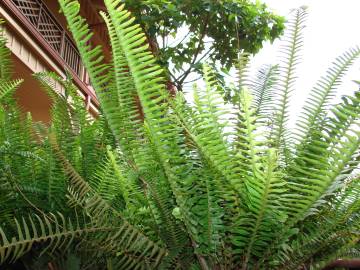 Fotografia da espécie Nephrolepis cordifolia