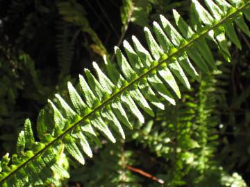 Fotografia da espécie Nephrolepis cordifolia