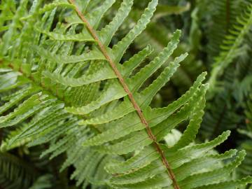 Fotografia da espécie Nephrolepis cordifolia