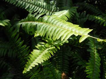 Fotografia da espécie Nephrolepis cordifolia