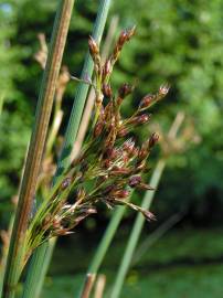 Fotografia da espécie Juncus inflexus var. inflexus