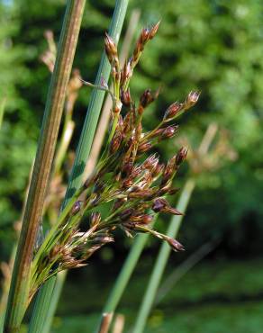 Fotografia 1 da espécie Juncus inflexus var. inflexus no Jardim Botânico UTAD