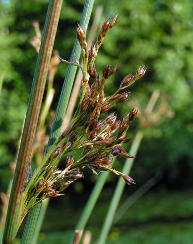 Fotografia de capa Juncus inflexus var. inflexus - do Jardim Botânico