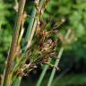 Fotografia 1 da espécie Juncus inflexus var. inflexus do Jardim Botânico UTAD