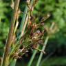 Fotografia 1 da espécie Juncus inflexus var. inflexus do Jardim Botânico UTAD