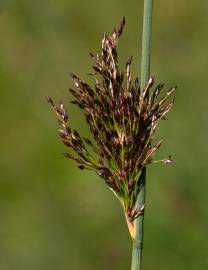 Fotografia da espécie Juncus inflexus var. inflexus