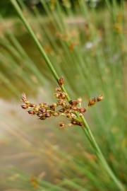 Fotografia da espécie Juncus inflexus var. inflexus