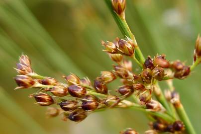 Fotografia da espécie Juncus inflexus var. inflexus