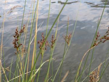 Fotografia da espécie Juncus inflexus var. inflexus