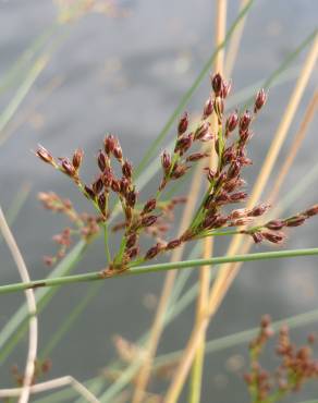 Fotografia 6 da espécie Juncus inflexus var. inflexus no Jardim Botânico UTAD