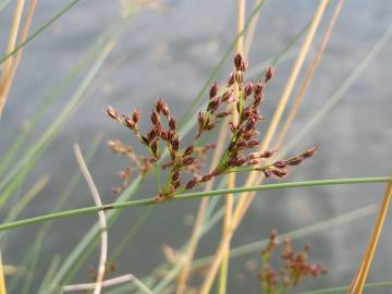 Fotografia da espécie Juncus inflexus var. inflexus