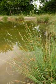 Fotografia da espécie Juncus inflexus var. inflexus