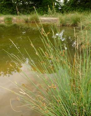 Fotografia 7 da espécie Juncus inflexus var. inflexus no Jardim Botânico UTAD