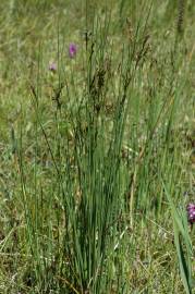 Fotografia da espécie Juncus inflexus var. inflexus