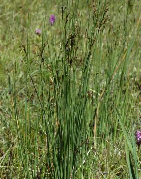 Fotografia 8 da espécie Juncus inflexus var. inflexus no Jardim Botânico UTAD