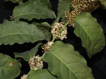 Fotografia da espécie Amborella trichopoda