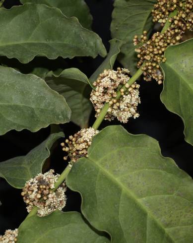 Fotografia de capa Amborella trichopoda - do Jardim Botânico