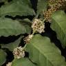 Fotografia 1 da espécie Amborella trichopoda do Jardim Botânico UTAD
