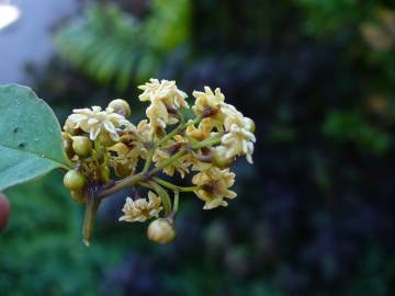 Fotografia da espécie Amborella trichopoda