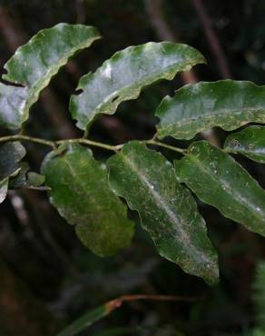 Fotografia 3 da espécie Amborella trichopoda no Jardim Botânico UTAD