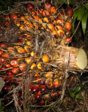 Fotografia 1 da espécie Elaeis guineensis no Jardim Botânico UTAD