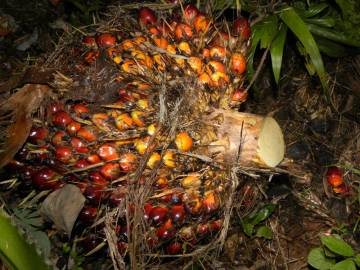 Fotografia da espécie Elaeis guineensis