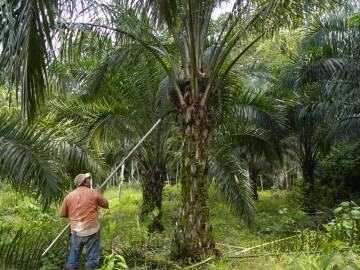 Fotografia da espécie Elaeis guineensis