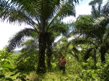 Fotografia da espécie Elaeis guineensis