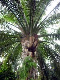 Fotografia da espécie Elaeis guineensis