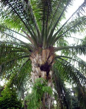 Fotografia 5 da espécie Elaeis guineensis no Jardim Botânico UTAD