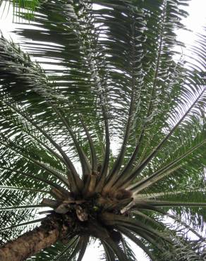 Fotografia 6 da espécie Elaeis guineensis no Jardim Botânico UTAD