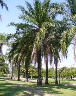 Fotografia 7 da espécie Elaeis guineensis no Jardim Botânico UTAD