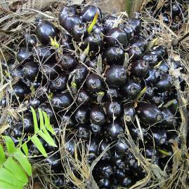 Fotografia da espécie Elaeis guineensis