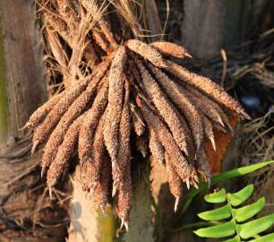 Fotografia da espécie Elaeis guineensis