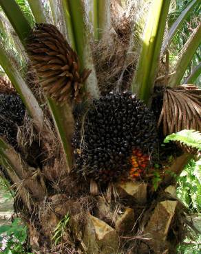 Fotografia 10 da espécie Elaeis guineensis no Jardim Botânico UTAD