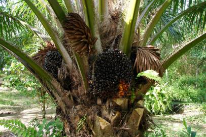 Fotografia da espécie Elaeis guineensis