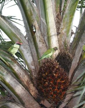 Fotografia 12 da espécie Elaeis guineensis no Jardim Botânico UTAD