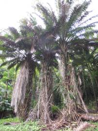 Fotografia da espécie Elaeis guineensis