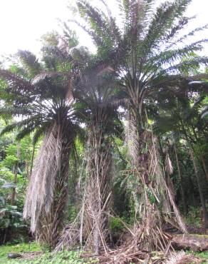 Fotografia 13 da espécie Elaeis guineensis no Jardim Botânico UTAD