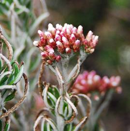 Fotografia da espécie Ozothamnus rosmarinifolius