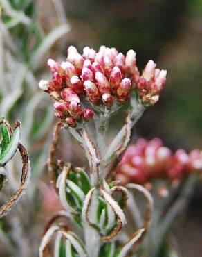 Fotografia 1 da espécie Ozothamnus rosmarinifolius no Jardim Botânico UTAD